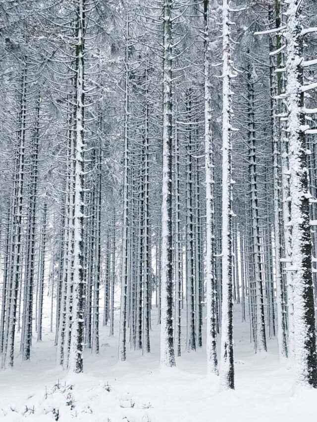 witte bomen